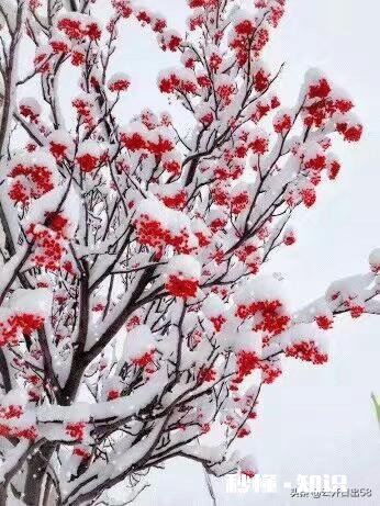 大家有漂亮雪景的照片吗可以分享一下吗