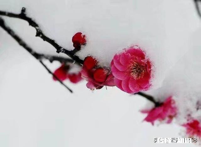 大家有漂亮雪景的照片吗可以分享一下吗