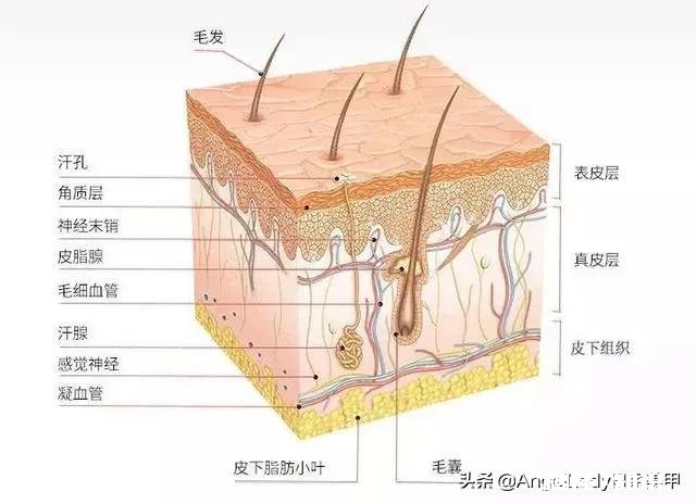 精油怎么能配制成美容产品
