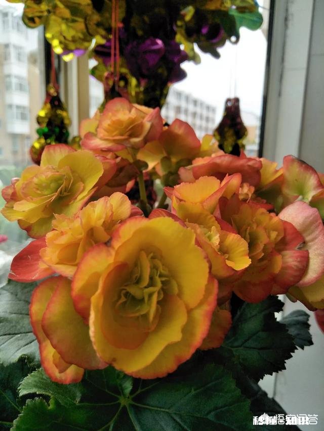 夏天有哪些花花草草可以拍