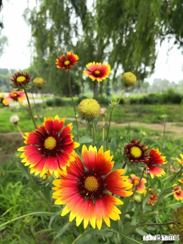 夏天有哪些花花草草可以拍