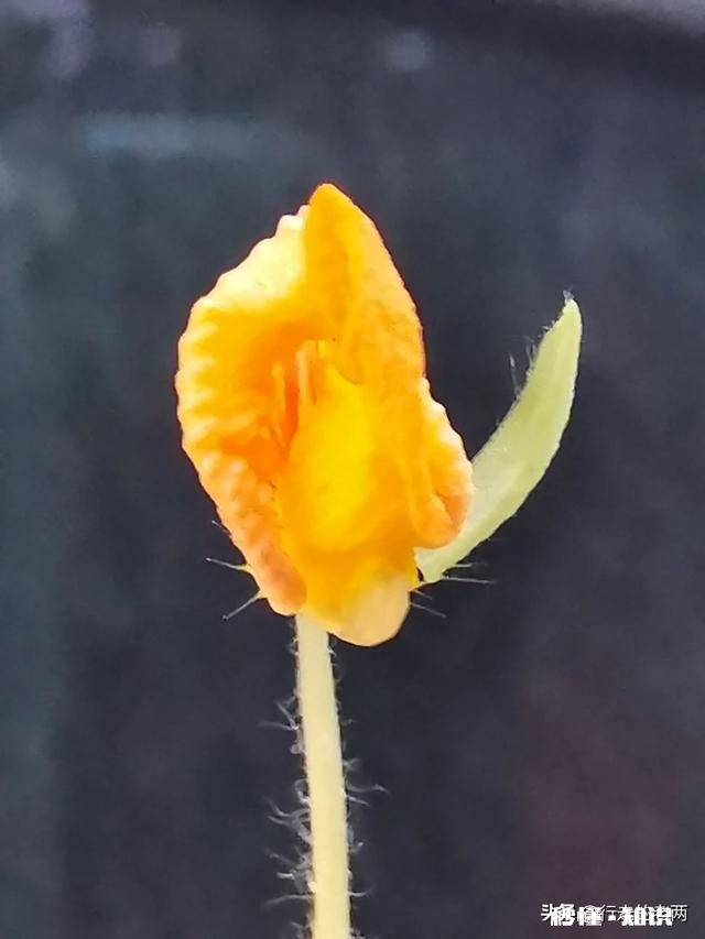 夏天有哪些花花草草可以拍