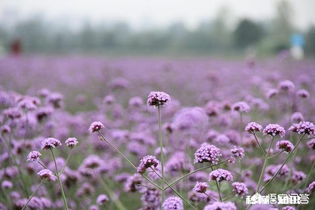 夏天有哪些花花草草可以拍