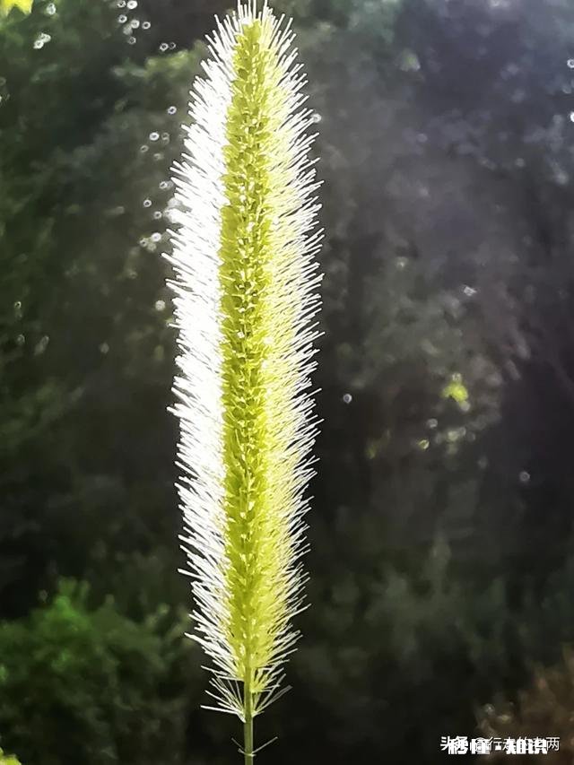 夏天有哪些花花草草可以拍