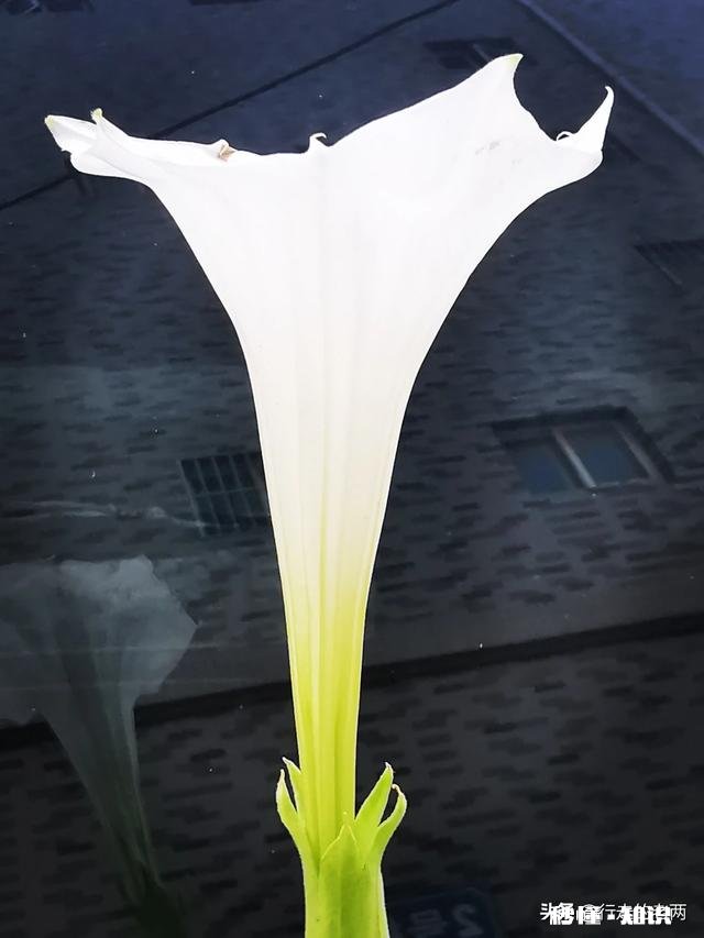 夏天有哪些花花草草可以拍