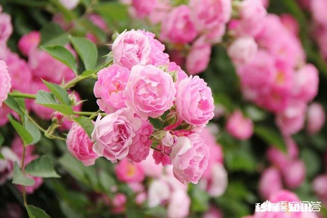 夏天有哪些花花草草可以拍