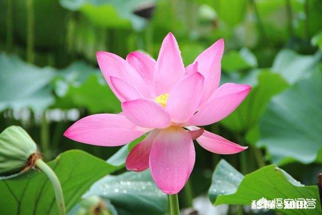 夏天有哪些花花草草可以拍