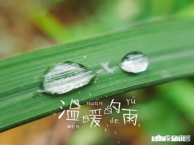 夏天有哪些花花草草可以拍