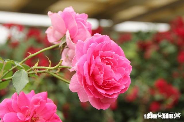 夏天有哪些花花草草可以拍