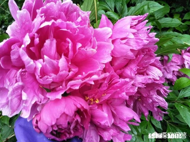 夏天有哪些花花草草可以拍