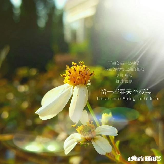 夏天有哪些花花草草可以拍