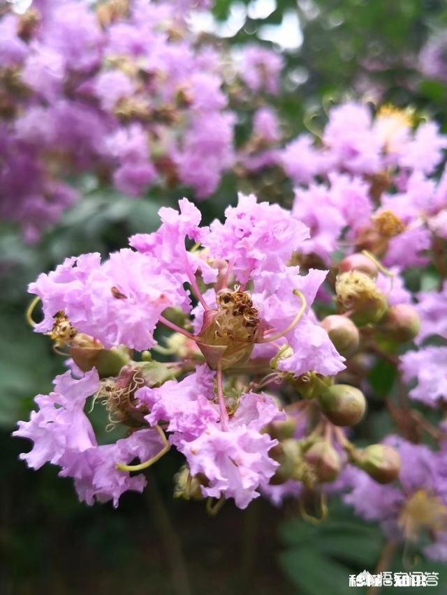 夏天有哪些花花草草可以拍