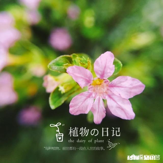 夏天有哪些花花草草可以拍