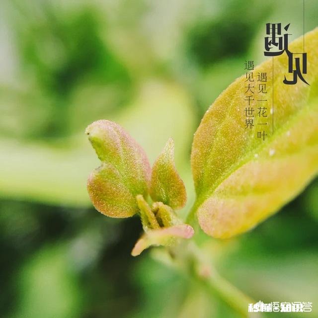 夏天有哪些花花草草可以拍