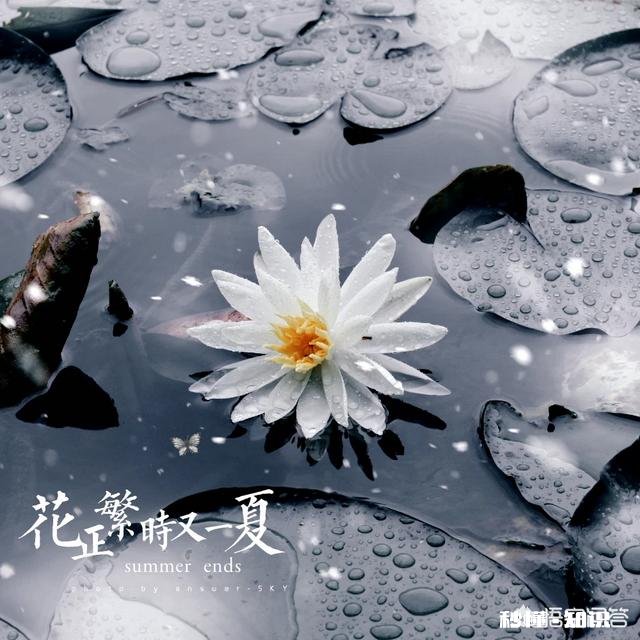 夏天有哪些花花草草可以拍