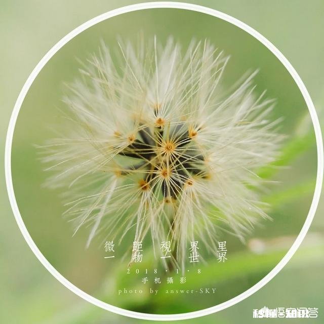 夏天有哪些花花草草可以拍