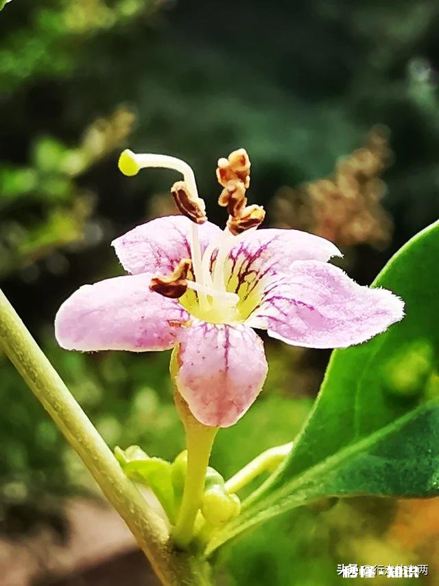 夏天有哪些花花草草可以拍