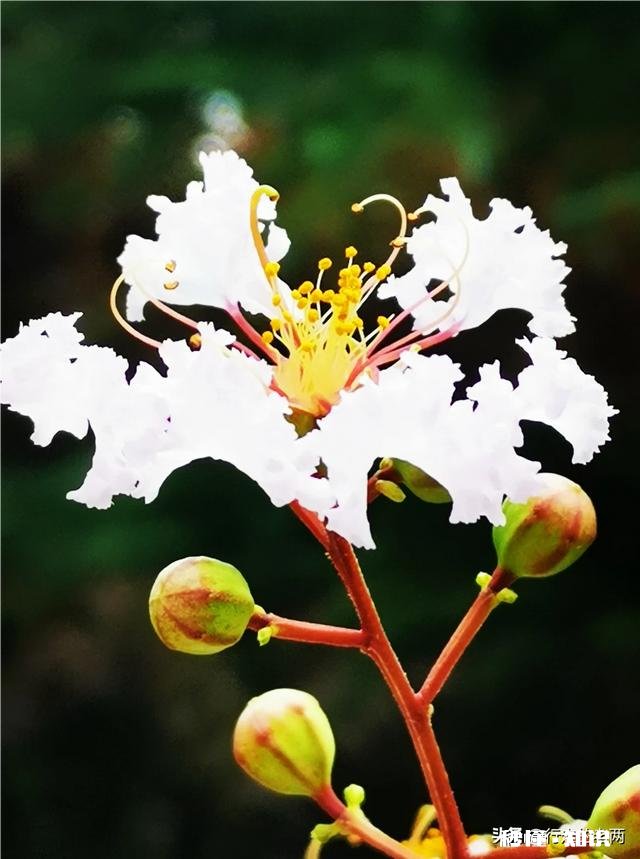 夏天有哪些花花草草可以拍