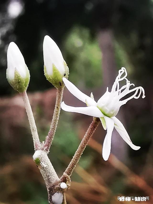 夏天有哪些花花草草可以拍