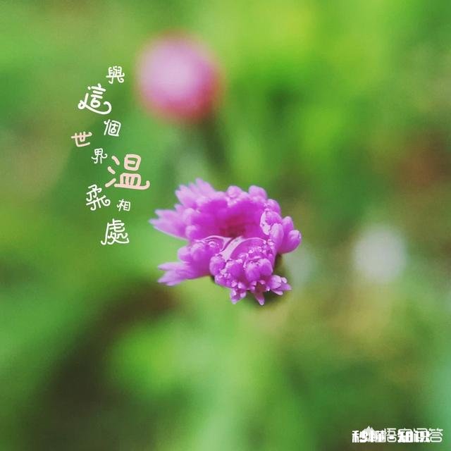 夏天有哪些花花草草可以拍