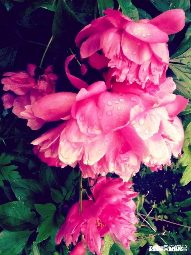 夏天有哪些花花草草可以拍