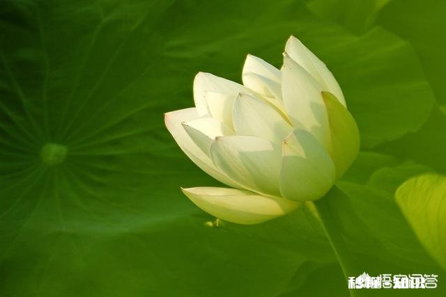 夏天有哪些花花草草可以拍