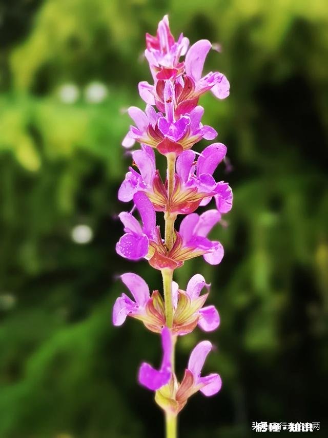 夏天有哪些花花草草可以拍