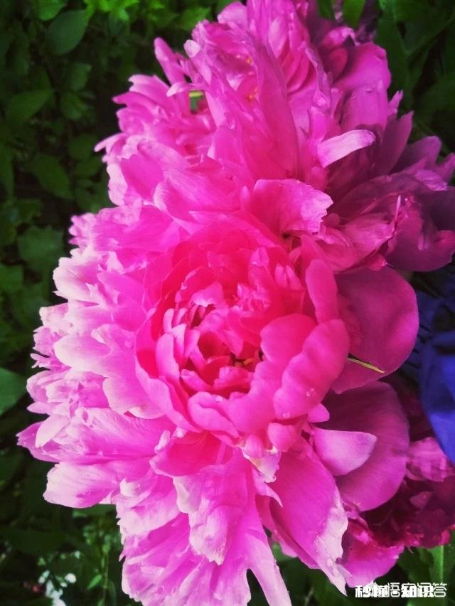 夏天有哪些花花草草可以拍