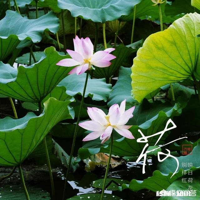 夏天有哪些花花草草可以拍