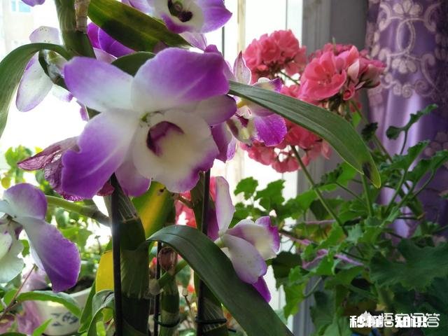 夏天有哪些花花草草可以拍