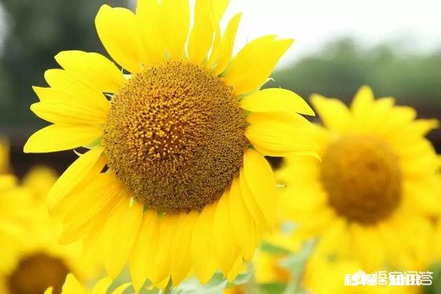 夏天有哪些花花草草可以拍