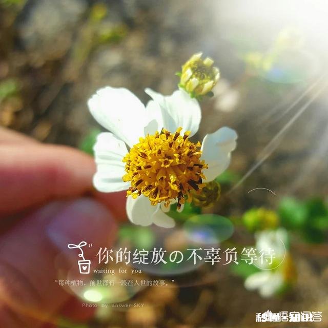 夏天有哪些花花草草可以拍