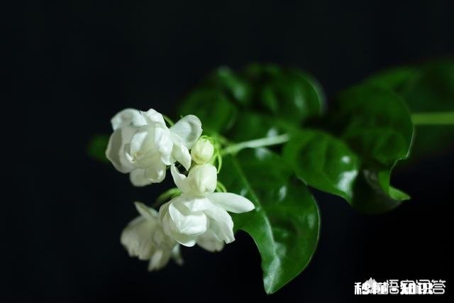 夏天有哪些花花草草可以拍