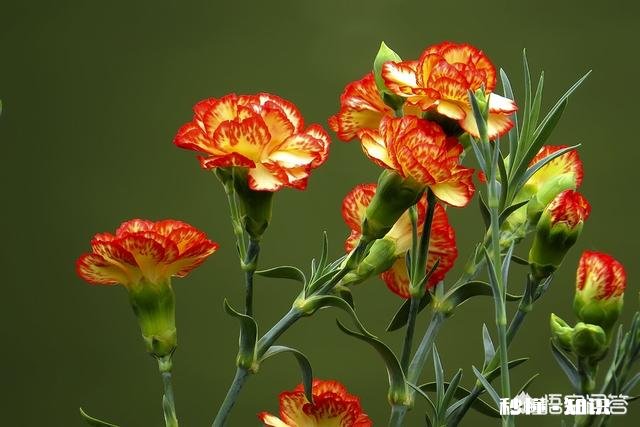 夏天有哪些花花草草可以拍