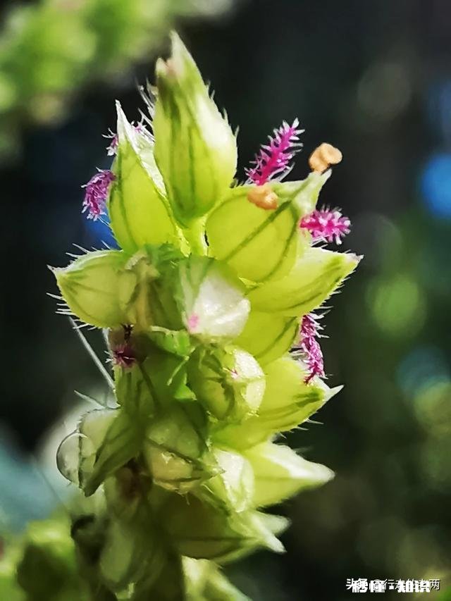 夏天有哪些花花草草可以拍