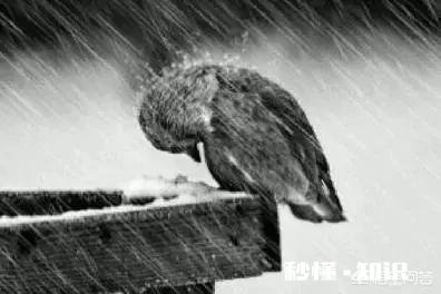 怎么看待郭德纲说的“以德报怨,何以报德”