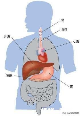 胃是在哪个位置