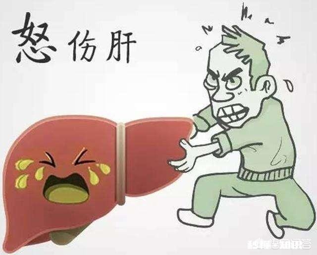 想养肝，日常该注意什么