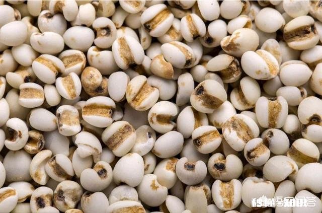 焖米饭放薏米行吗