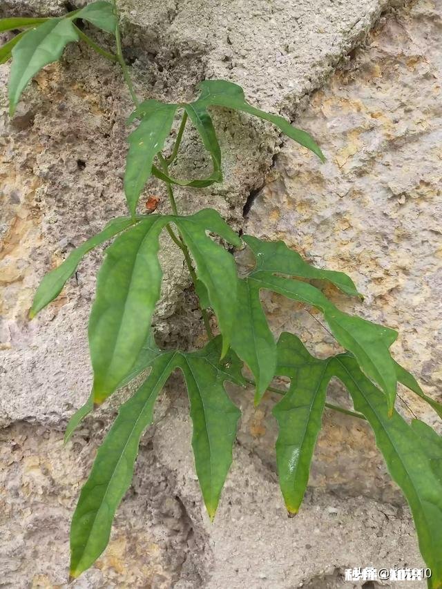 有哪些秋天的树叶好写啊，除了银杏树和枫树叶