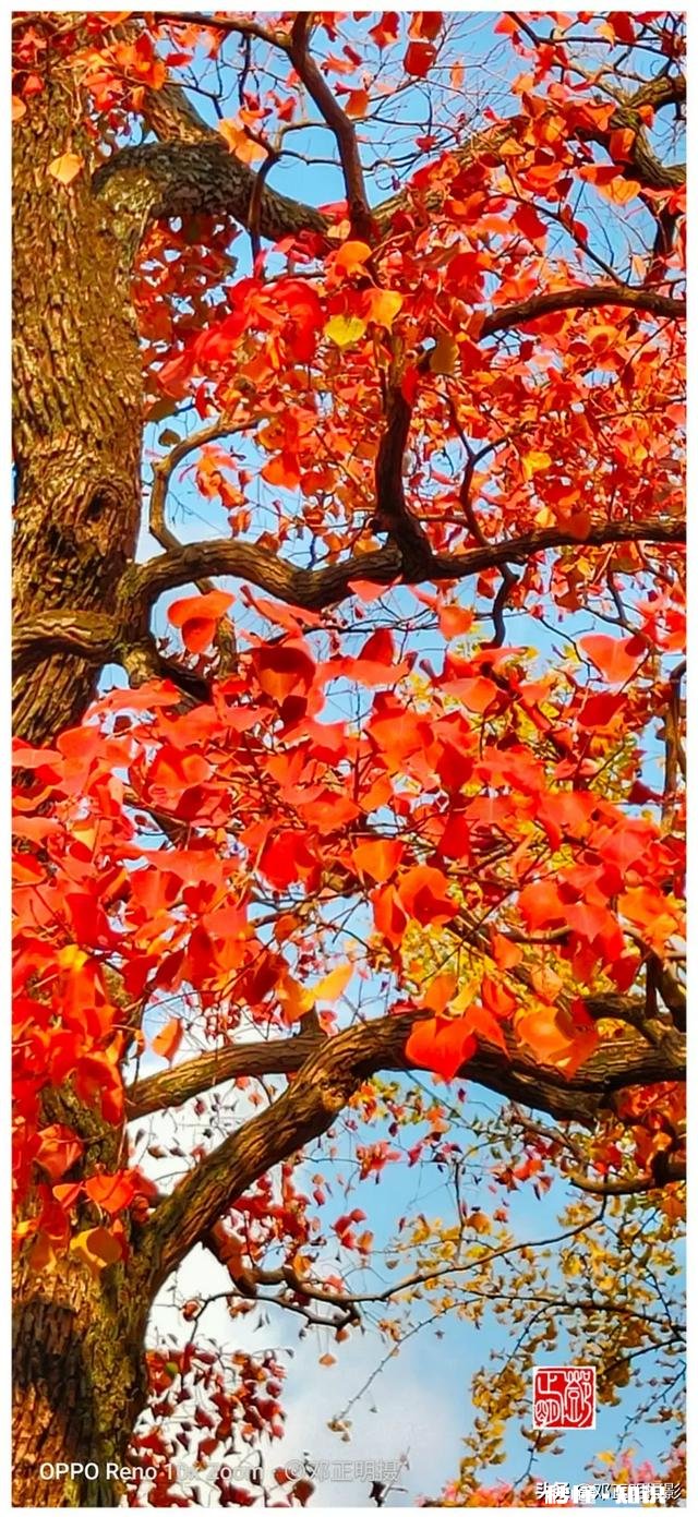 有哪些秋天的树叶好写啊，除了银杏树和枫树叶