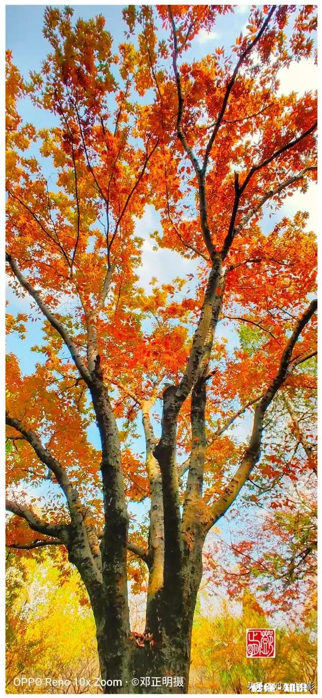 有哪些秋天的树叶好写啊，除了银杏树和枫树叶