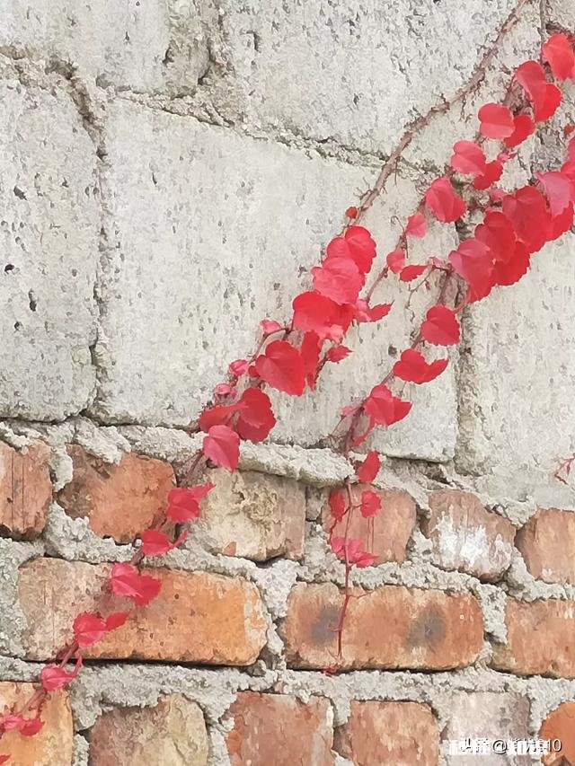 有哪些秋天的树叶好写啊，除了银杏树和枫树叶