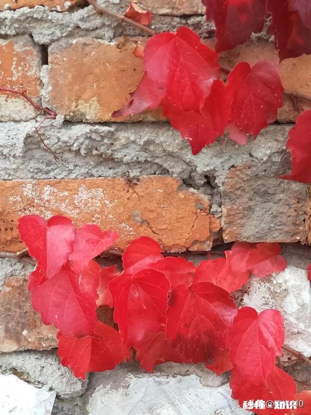 有哪些秋天的树叶好写啊，除了银杏树和枫树叶