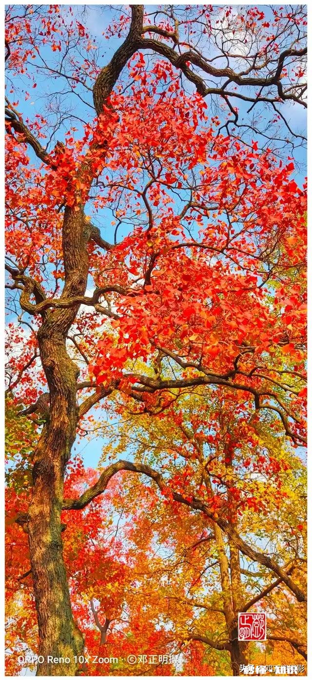 有哪些秋天的树叶好写啊，除了银杏树和枫树叶