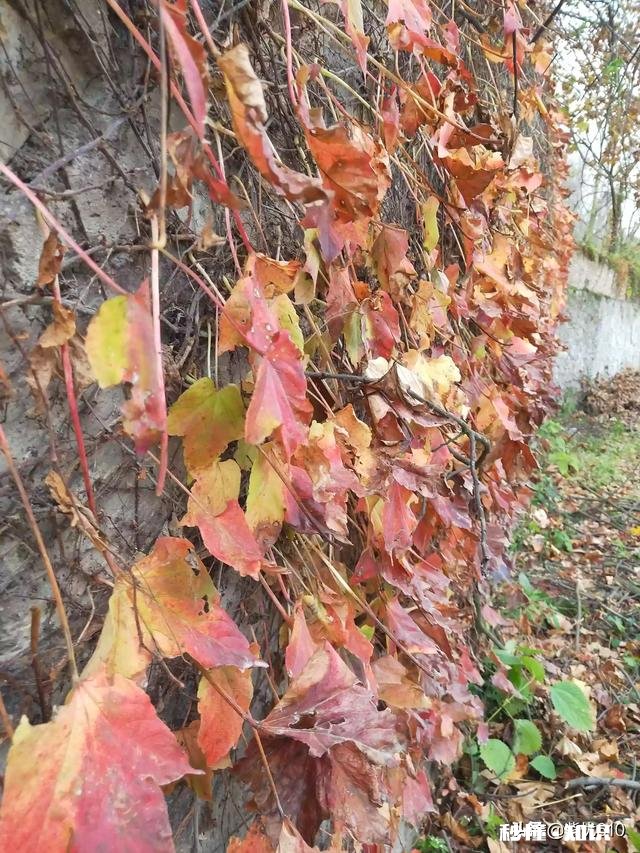 有哪些秋天的树叶好写啊，除了银杏树和枫树叶