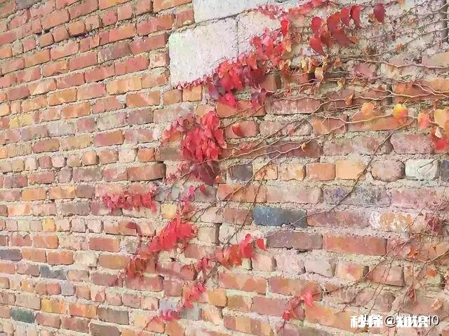 有哪些秋天的树叶好写啊，除了银杏树和枫树叶