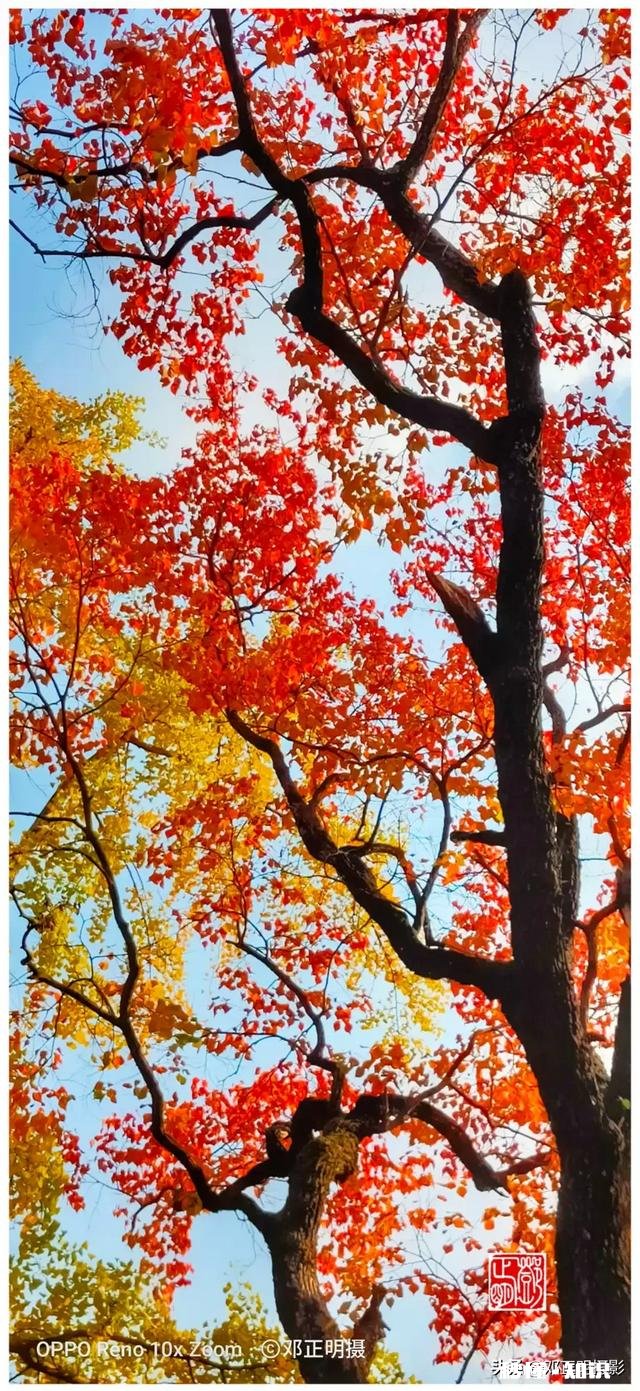 有哪些秋天的树叶好写啊，除了银杏树和枫树叶