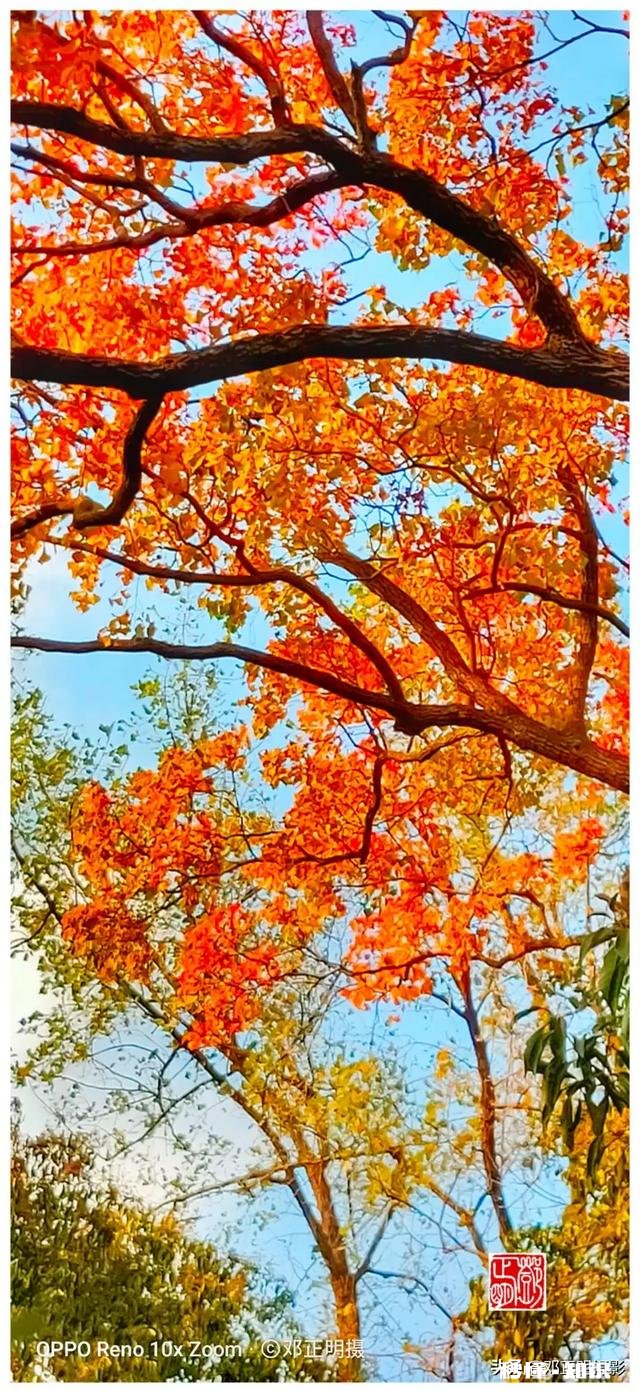 有哪些秋天的树叶好写啊，除了银杏树和枫树叶