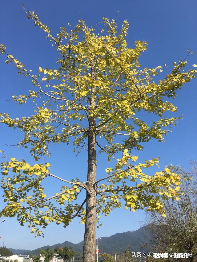 有哪些秋天的树叶好写啊，除了银杏树和枫树叶